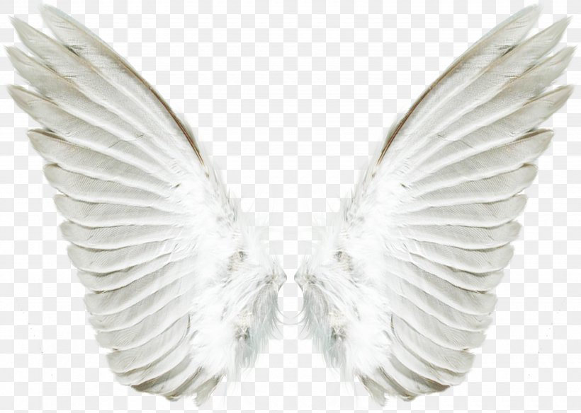 Clip Art Image Computer File Wing, PNG, 3500x2495px, Wing, Angel, Beak, Feather, Image Editing Download Free
