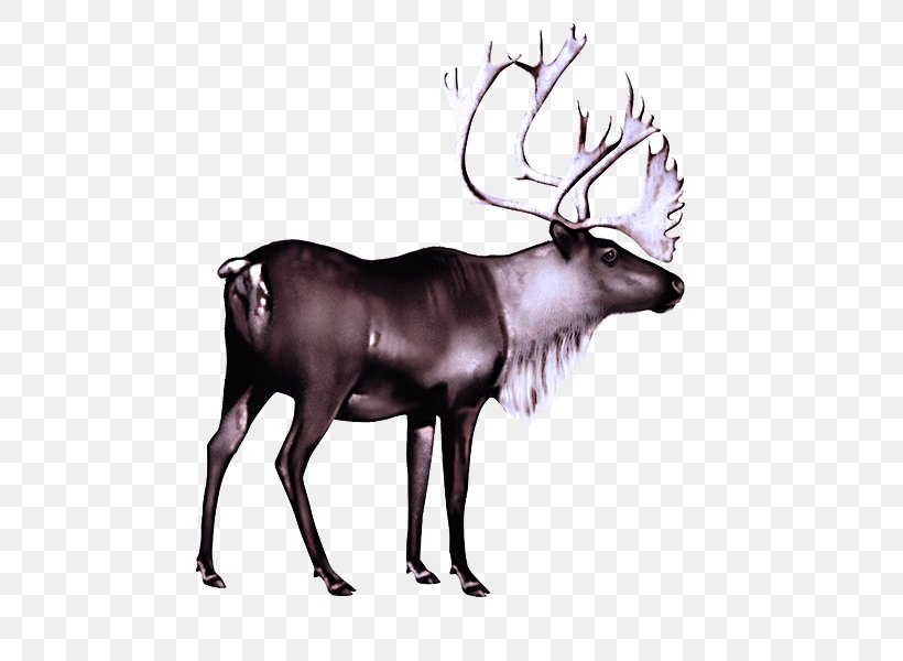 Reindeer, PNG, 600x600px, Reindeer, Antelope, Deer, Drawing, Elk Download Free