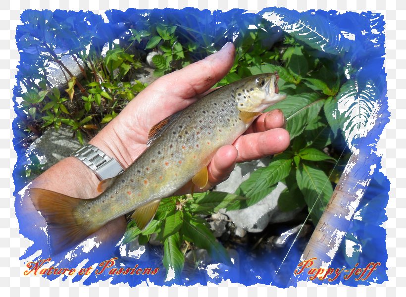 Salmon Fish Products Cutthroat Trout 09777, PNG, 800x600px, Salmon, Animal Source Foods, Bony Fish, Cutthroat Trout, Fauna Download Free