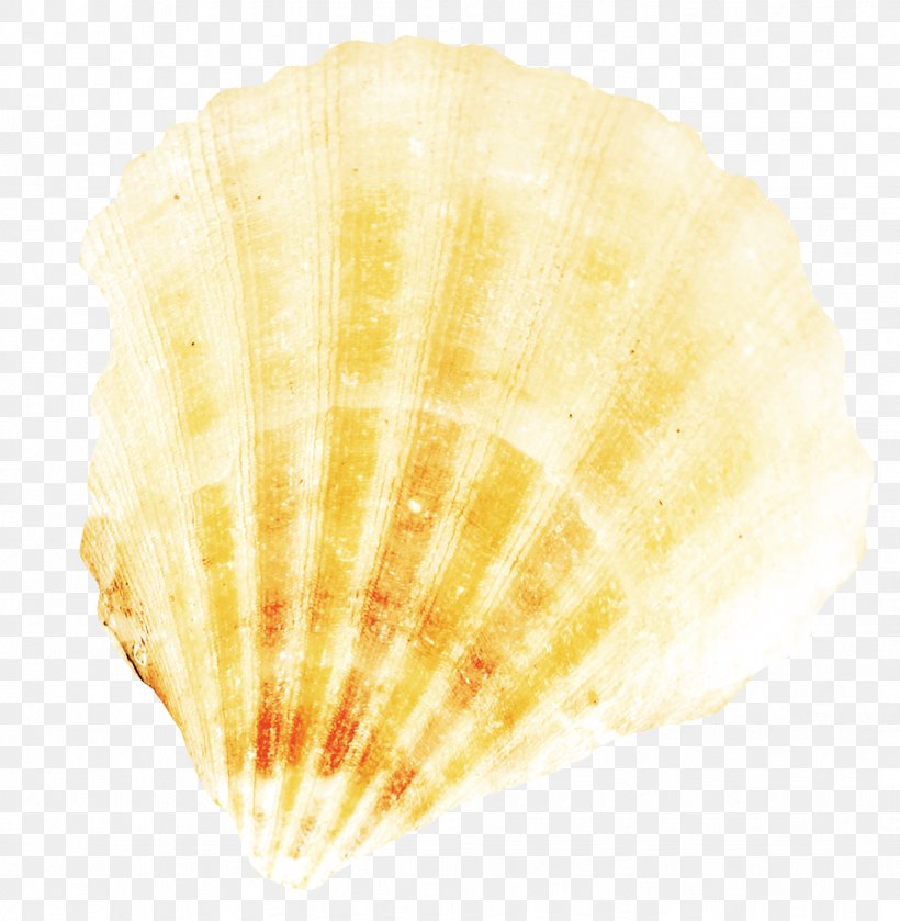 Scallop Cockle, PNG, 1233x1263px, Scallop, Clam, Clams Oysters Mussels And Scallops, Cockle, Conch Download Free