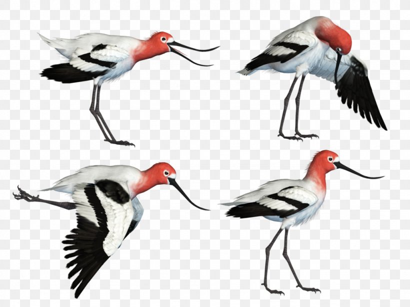 White Stork Water Bird Wader Beak, PNG, 1024x768px, White Stork, American Robin, Beak, Bird, Branching Download Free