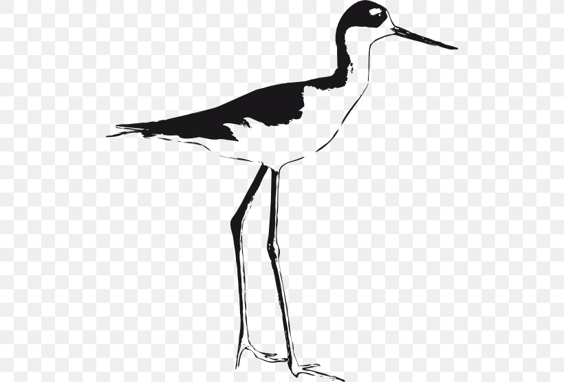 Bird Black-necked Stilt Black-winged Stilt Clip Art, PNG, 512x555px, Bird, Avocet, Beak, Bird Nest, Black And White Download Free