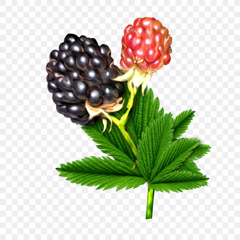 Dewberry Raspberry Boysenberry Food, PNG, 3600x3600px, Dewberry, Berry, Bilberry, Blackberry, Boysenberry Download Free