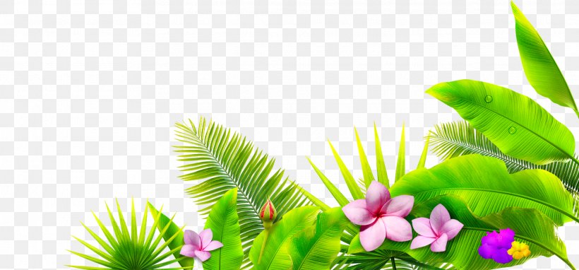 Leaf Petal Google Images Download, PNG, 2126x992px, Leaf, Flora, Floral Design, Flower, Flowerpot Download Free