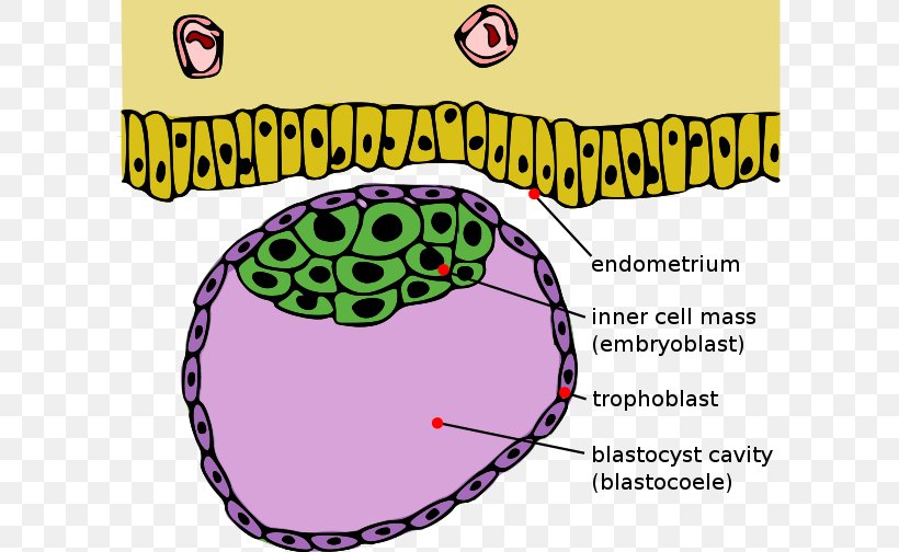 Trophoblast Inner Cell Mass Blastocyst Morula, PNG, 608x504px, Watercolor, Cartoon, Flower, Frame, Heart Download Free