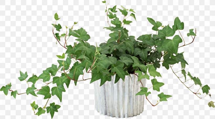 Vine Flower Houseplant, PNG, 1280x710px, Vine, Branch, Flower, Flowering Plant, Flowerpot Download Free