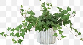 Pot Leaf - Vine Flower Houseplant PNG