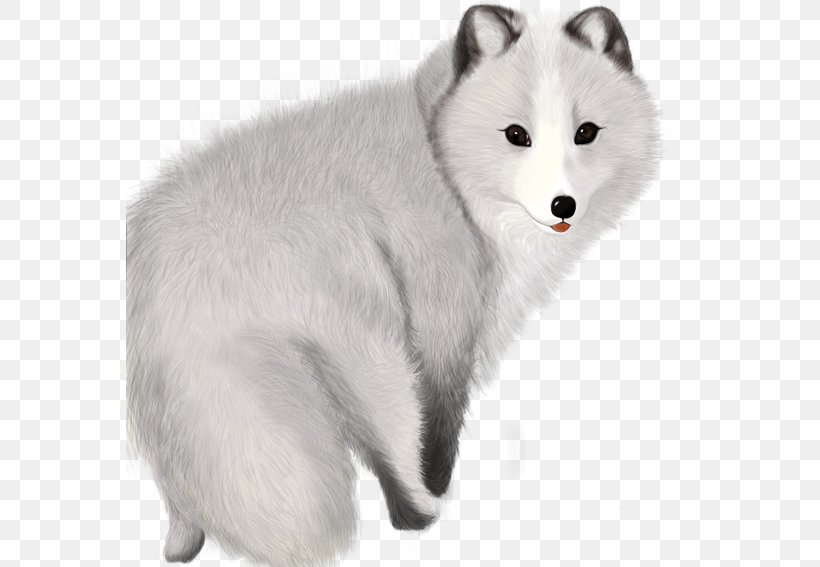 Arctic Fox Template, PNG, 567x567px, Arctic Fox, Canis Lupus Tundrarum, Carnivoran, Coreldraw, Dog Like Mammal Download Free