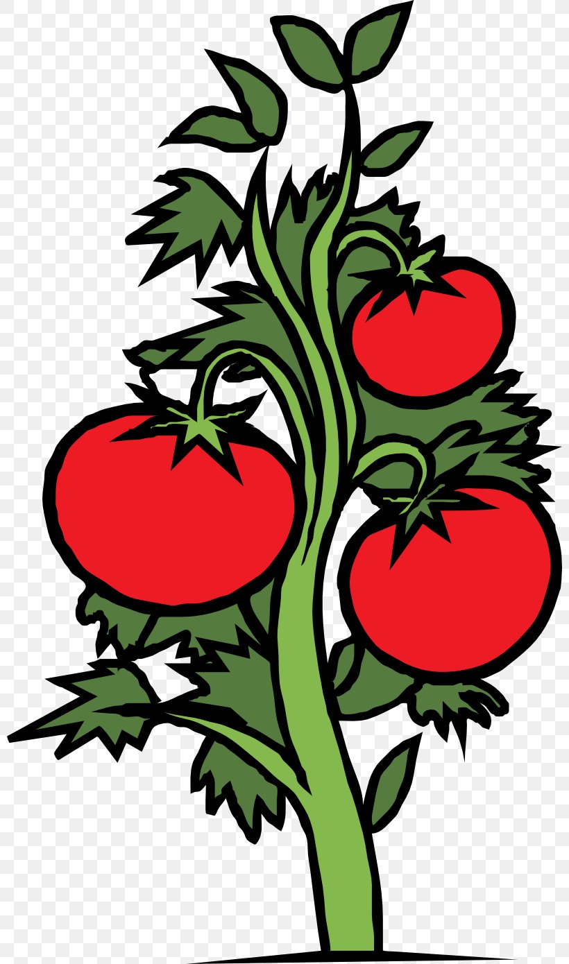 Free tomato plant  Vector Art