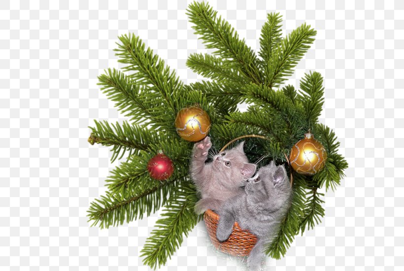Fir Conifers Christmas Spruce, PNG, 595x550px, Fir, Christmas, Christmas Decoration, Christmas Ornament, Conifer Download Free