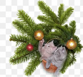 Christmas - Fir Conifers Christmas Spruce PNG