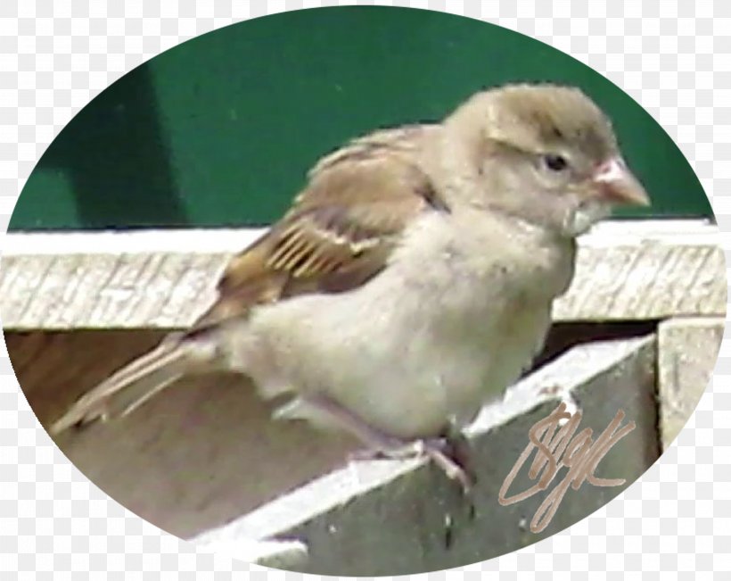 House Sparrow Bird Finch Wren, PNG, 3955x3140px, Sparrow, American Sparrows, Animal, Beak, Bird Download Free