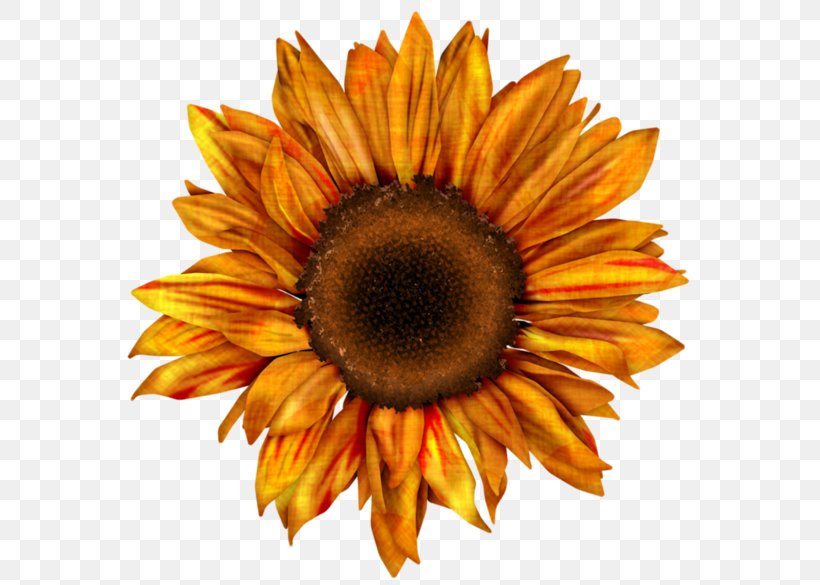 Common Sunflower Drawing Red Sunflower Clip Art, PNG ...