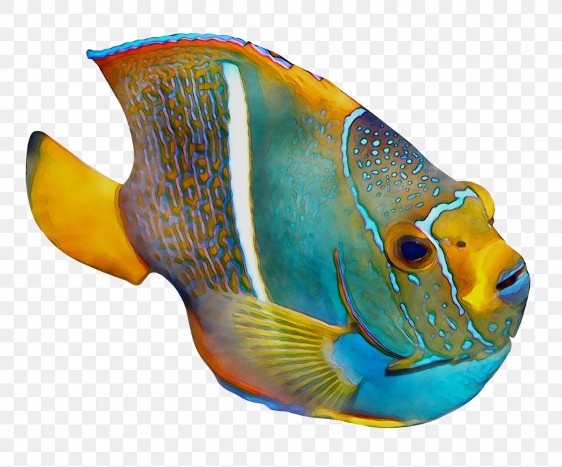 Coral Reef Fish Marine Biology, PNG, 1567x1304px, Coral Reef Fish, Aquarium Decor, Biology, Blue, Butterflyfish Download Free
