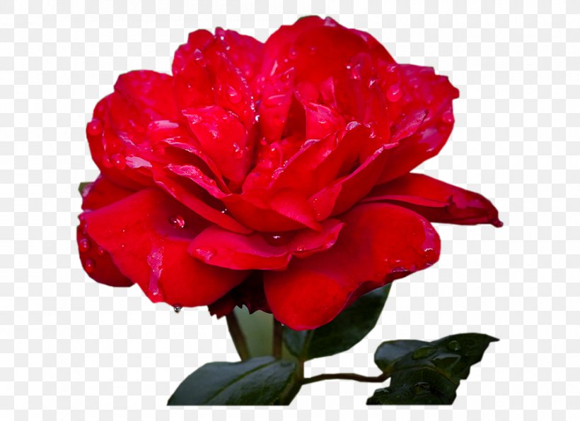 Garden Roses Cabbage Rose Floribunda Cut Flowers, PNG, 900x655px, Garden Roses, Annual Plant, Blume, Cabbage Rose, Camellia Download Free
