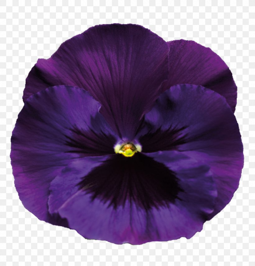 Pansy Violet Purple, PNG, 1000x1042px, Pansy, Blue, Color, Flower, Flowering Plant Download Free