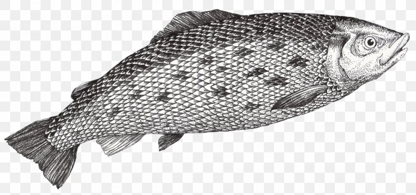 Tilapia Fish Products Oily Fish Atlantic Salmon, PNG, 1080x506px, Tilapia, Animal, Atlantic Salmon, Black And White, Bony Fish Download Free
