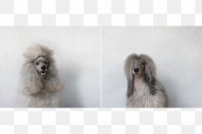 Miniature Poodle - Toy Poodle Miniature Poodle Standard Poodle Dog Breed PNG