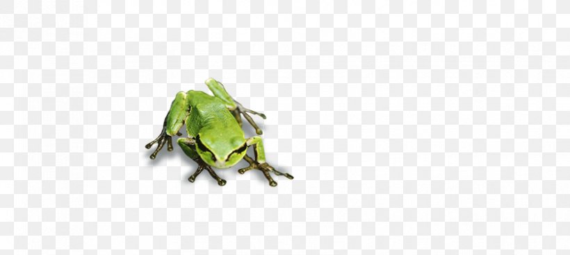 Tree Frog Green Pattern, PNG, 838x377px, Frog, Amphibian, Computer, Grass, Green Download Free
