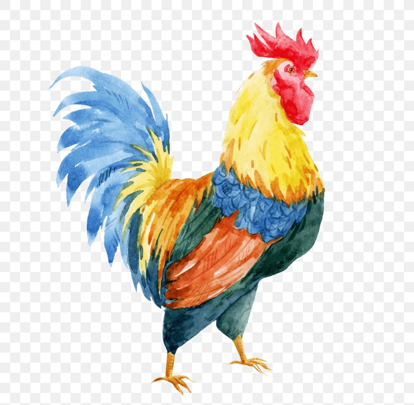 Chicken Vector Graphics Stock Photography Rooster Illustration, PNG, 804x804px, Chicken, Beak, Bird, Drawing, Feather Download Free