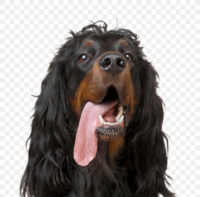 Gordon Setter Afghan Hound Stock Photography Royalty-free, PNG, 1024x1014px, Gordon Setter, Afghan Hound, Alamy, Black And Tan Coonhound, Boykin Spaniel Download Free