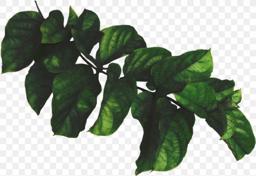 Leaf Green Plant Painting, PNG, 1602x1099px, Leaf, Branch, Flower, Green, Lawn Download Free