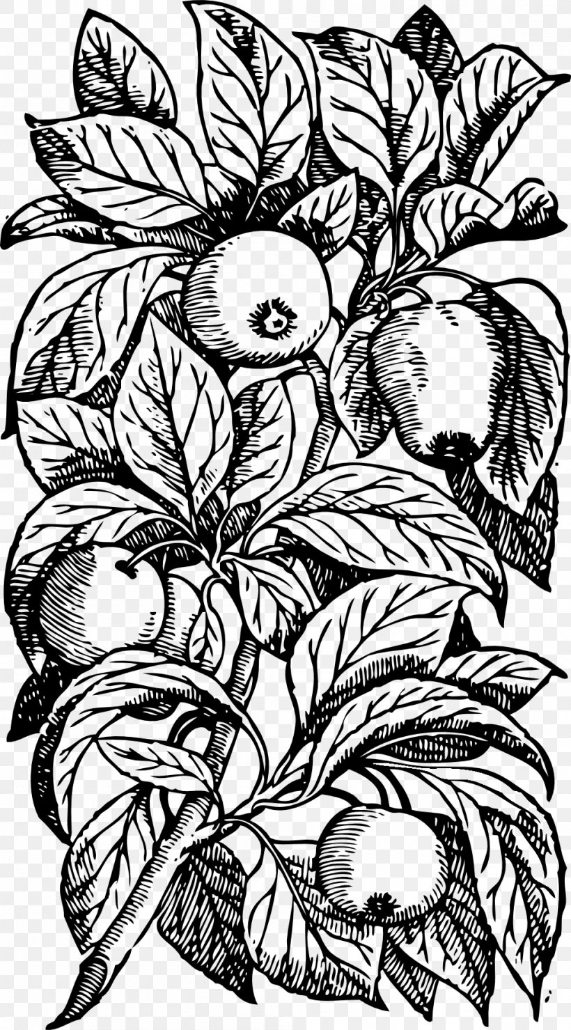 Tree Branch Clip Art, PNG, 999x1802px, Tree, Apple, Art, Artwork, Black And White Download Free