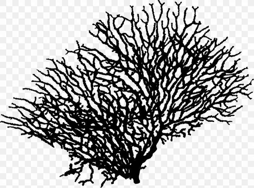 Twig Plant Stem Leaf Font Black, PNG, 1448x1074px, Twig, Aquarium Decor, Black, Branch, Branching Download Free