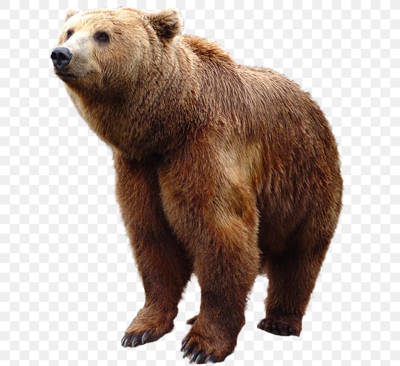 Brown Bear, PNG, 620x752px, Bear, Brown Bear, Carnivora, Carnivoran, Fur Download Free