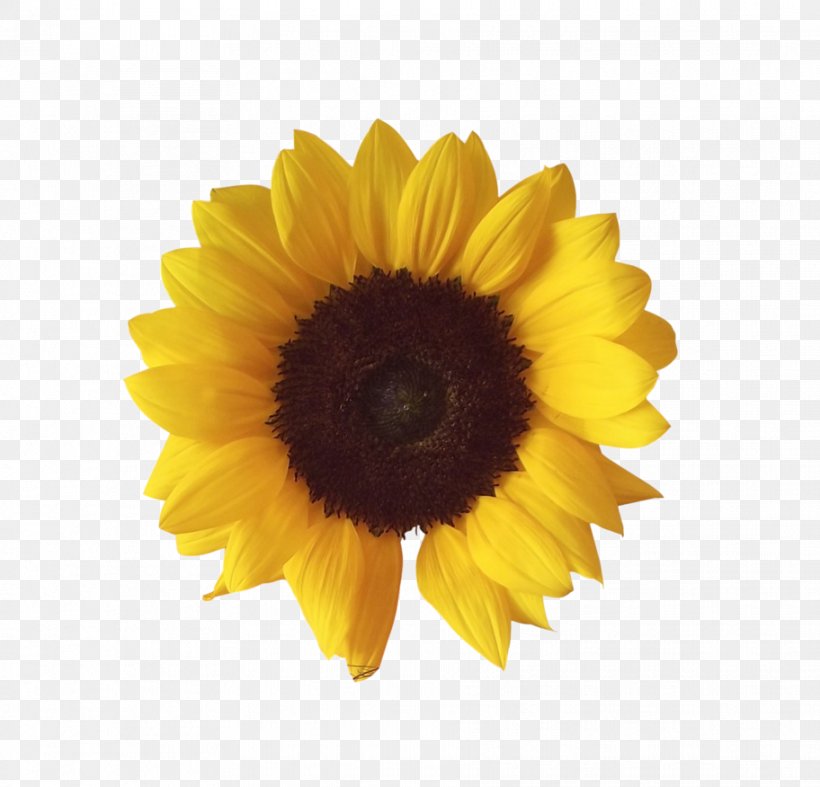 Common Sunflower Image File Formats Clip Art, PNG, 912x876px, Common Sunflower, Daisy Family, Flower, Flowering Plant, Google Drawings Download Free