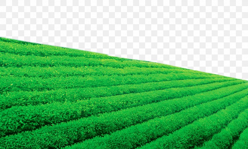 Darjeeling Tea Tea Garden Wallpaper, PNG, 2500x1500px, Tea, Agriculture, Artificial Turf, Chinoiserie, Computer Download Free