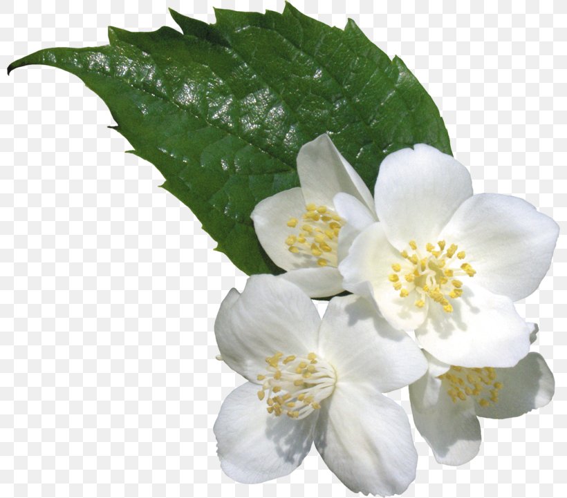 Clip Art Jasmine Flower White, PNG, 800x721px, Jasmine, Cut Flowers, Digital Image, Display Resolution, Flower Download Free