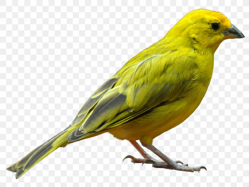 Bird Sparrow, PNG, 2560x1920px, Bird, Atlantic Canary, Beak, Budgerigar, Canary Download Free