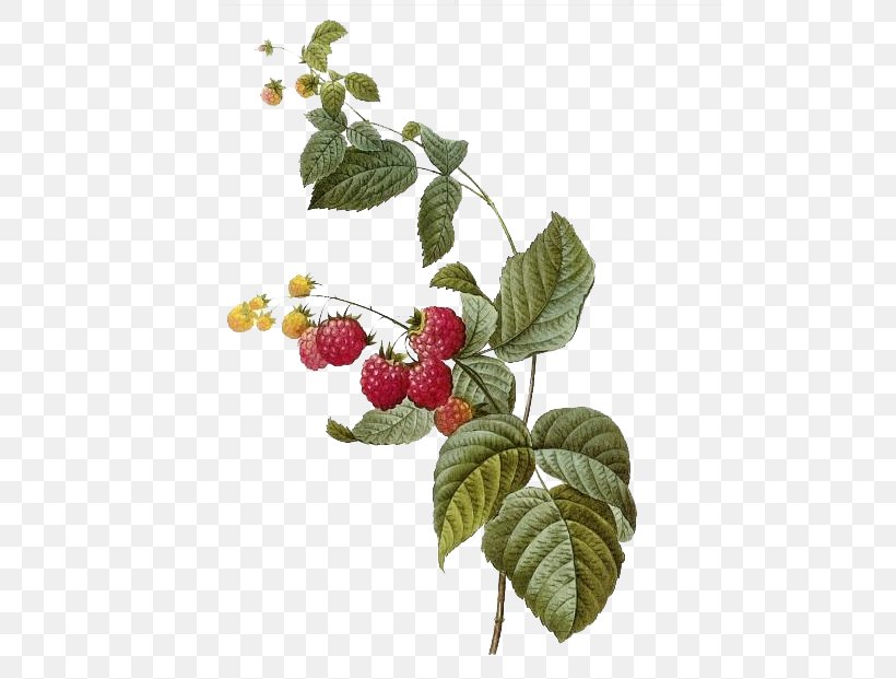Fruit Printmaking Printing Giclxe9e Botanical Illustration, PNG, 503x621px, Fruit, Antique, Berry, Botanical Illustration, Branch Download Free