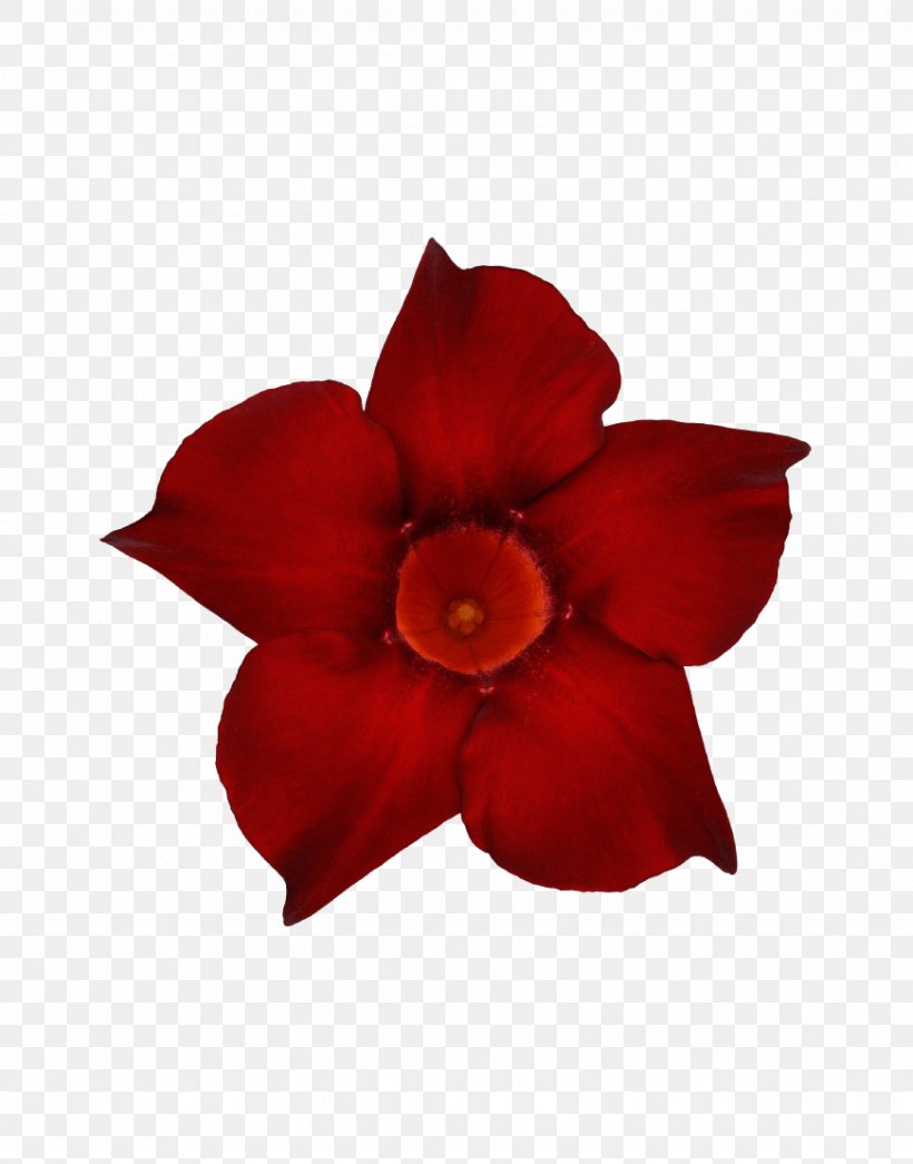 Petal Cut Flowers, PNG, 871x1111px, Petal, Cut Flowers, Flower, Flowering Plant, Magenta Download Free