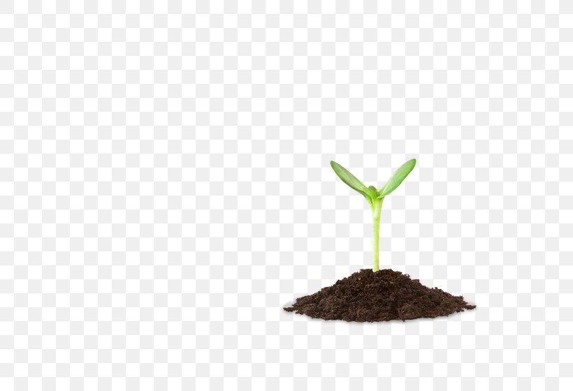 Soil Shoot Image Bud Leaf, PNG, 550x560px, Soil, Bud, Flower, Germination, Green Download Free