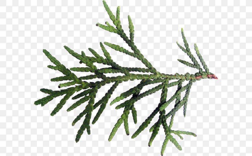 Spruce Fir Twig Plant Stem Leaf, PNG, 600x510px, Spruce, Branch, Conifer, Cypress Family, Fir Download Free