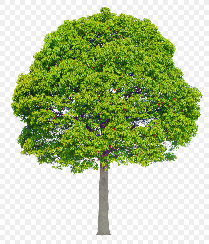 Arbor Day, PNG, 1371x1600px, Tree, Arbor Day, Flower, Grass, Green Download Free