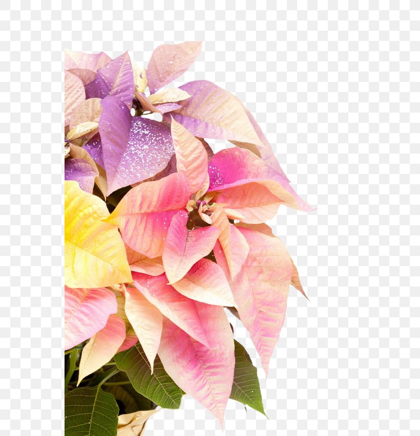 Cut Flowers Poinsettia Plant Rose, PNG, 568x852px, Flower, Christmas, Cut Flowers, Floral Design, Floristry Download Free