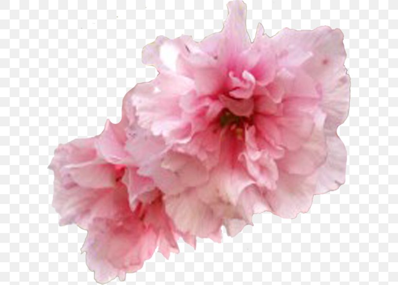 Flower Garden Roses Cherry Blossom Clip Art, PNG, 627x587px, Flower, Azalea, Blossom, Cerasus, Cherry Blossom Download Free