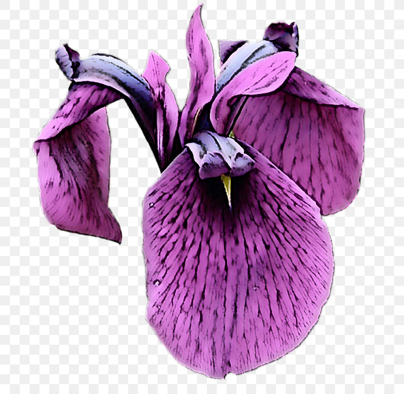 Flower Purple Violet Petal Plant, PNG, 696x800px, Flower, Cattleya, Cypripedium, Iris, Petal Download Free