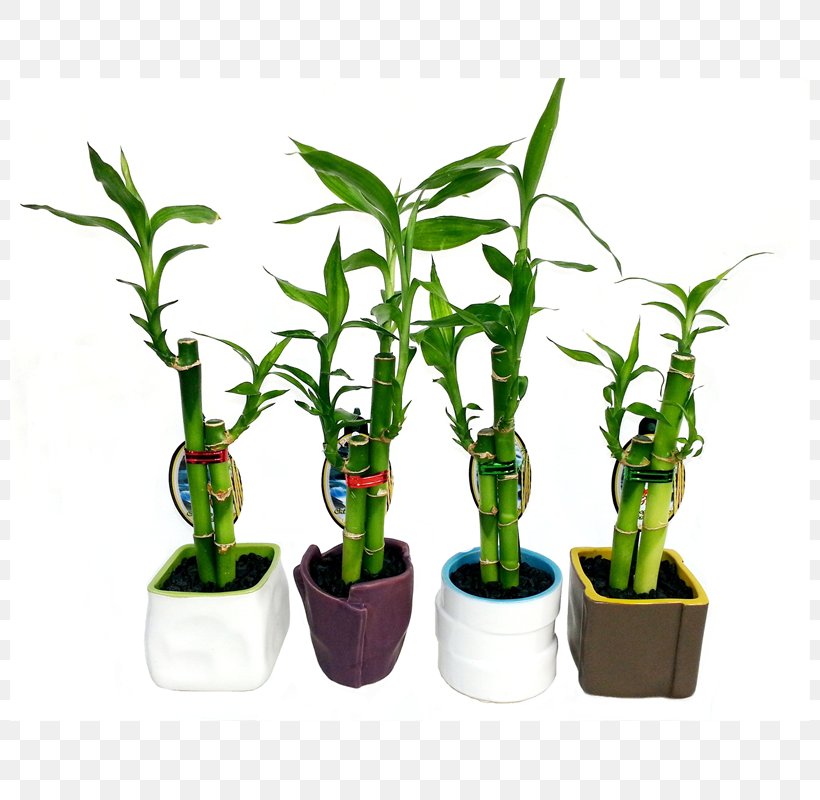 Flowerpot Houseplant Bamboo Plant Stem, PNG, 800x800px, Flowerpot, Bamboo, Family, Grass Family, Grasses Download Free