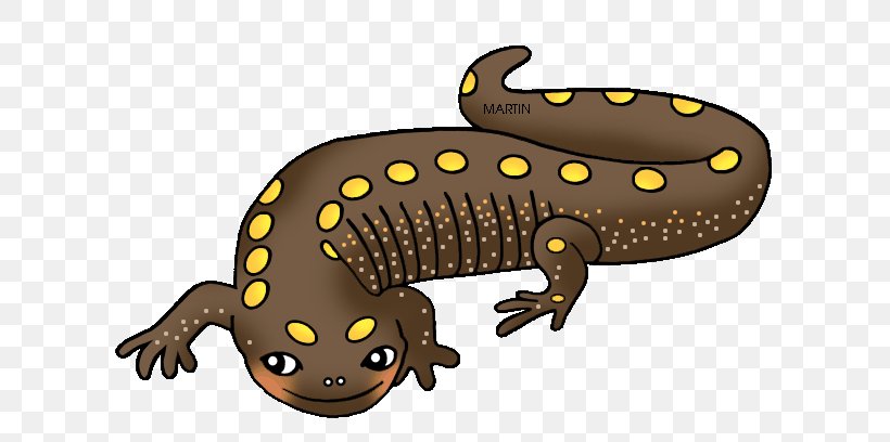 Salamander Newt Frog Clip Art, PNG, 648x408px, Salamander, Amphibian, Fauna, Fire Salamander, Free Content Download Free