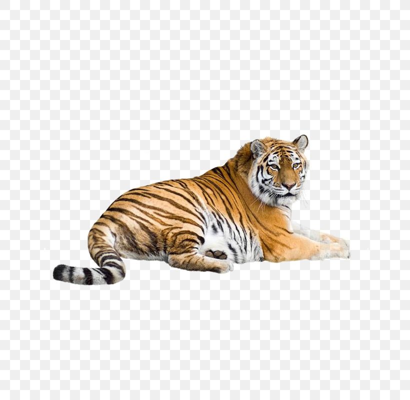 Siberian Tiger Bengal Tiger South China Tiger Indochinese Tiger Malayan Tiger, PNG, 800x800px, Siberian Tiger, Bengal Tiger, Big Cats, Carnivoran, Cat Like Mammal Download Free