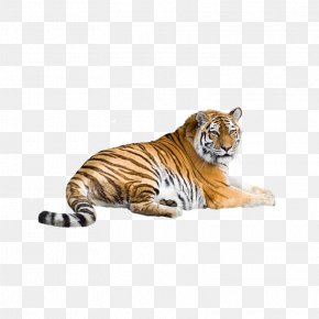 Tiger - Siberian Tiger Bengal Tiger South China Tiger Indochinese Tiger Malayan Tiger PNG