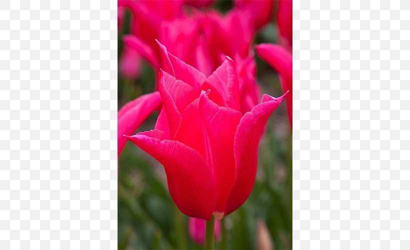 Tulip Garden Roses Floribunda Petal Bud, PNG, 500x500px, Tulip, Bud, Close Up, Closeup, Floribunda Download Free
