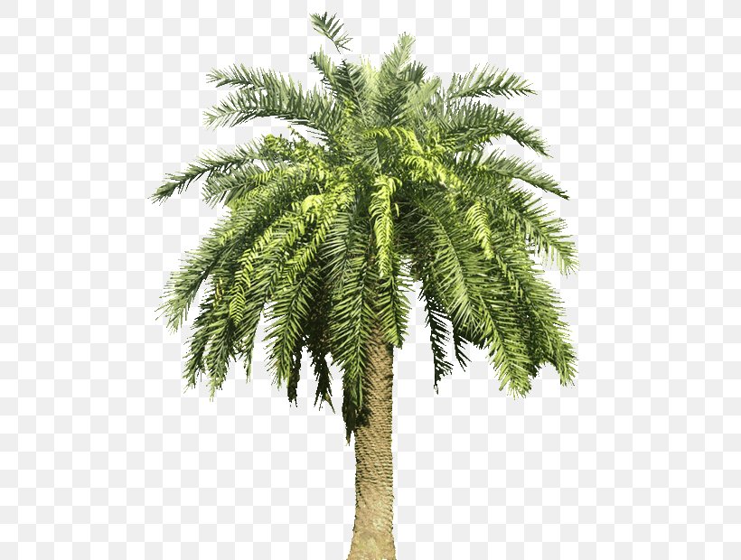 Arecaceae Canary Island Date Palm Tree, PNG, 500x620px, Arecaceae, Arecales, Attalea, Attalea Speciosa, Babassu Download Free
