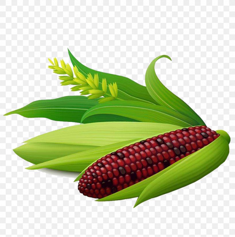 Corn On The Cob Maize Sweet Corn Corncob, PNG, 918x927px, Corn On The Cob, Commodity, Corn Kernel, Corncob, Ear Download Free