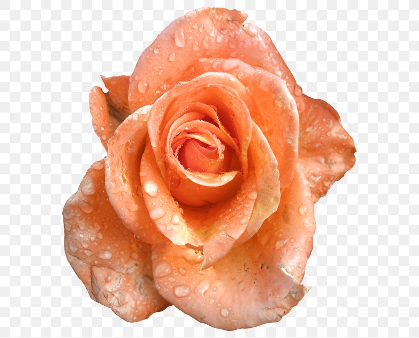 Garden Roses Paper Clip Clip Art, PNG, 600x661px, Garden Roses, Close Up, Cut Flowers, Flower, Idea Download Free