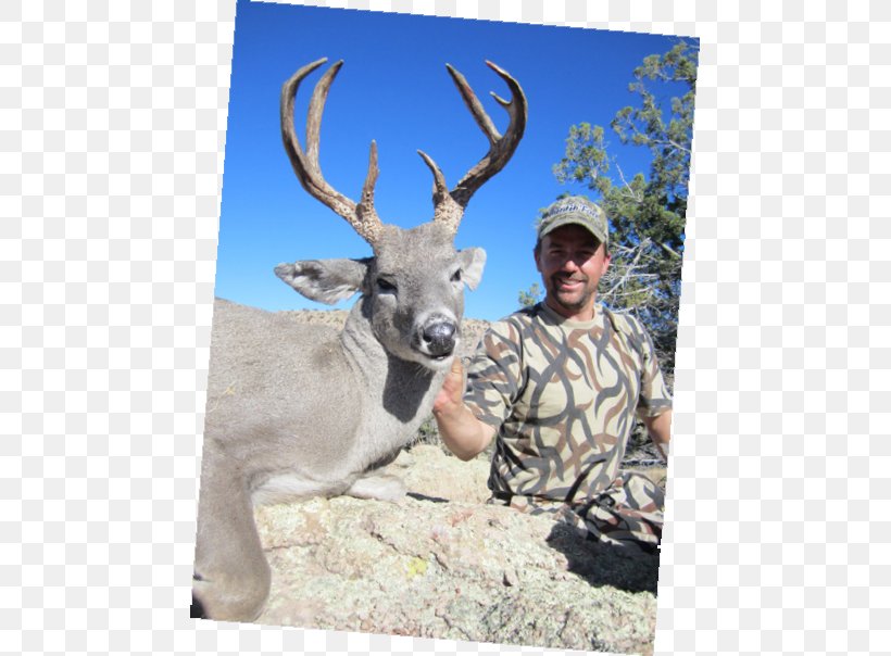 Reindeer White-tailed Deer Elk Deer Hunting, PNG, 469x604px, Reindeer, Antler, Deer, Deer Hunting, Elk Download Free